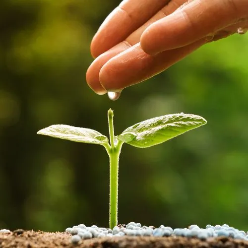 Small Plant Growing